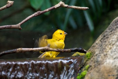 Saffron Finch Zoo Miami by Dan