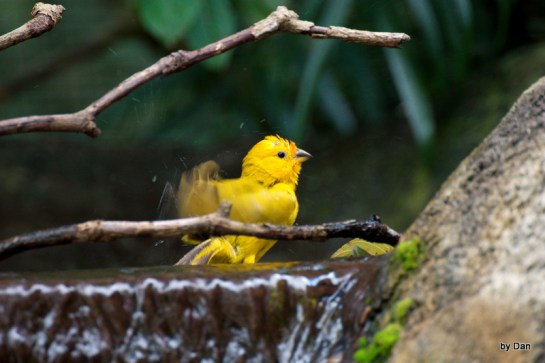 Saffron Finch Zoo Miami by Dan