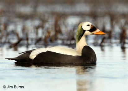 spectacled-eider-male-jimburns
