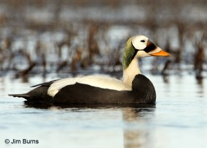 spectacled-eider-male-jimburns