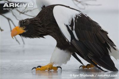 stellersseaeagle-igorshpilenok