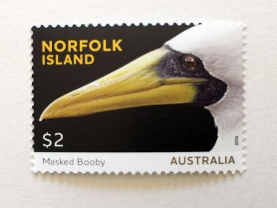 Masked Booby (Sula dactylatra) by Ian