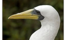 Ian’s Bird of the Week – Masked&nbsp;Booby