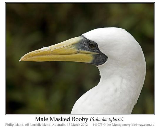 Masked Booby (Sula dactylatra) by Ian