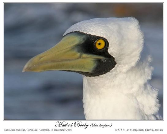 Masked Booby (Sula dactylatra) by Ian