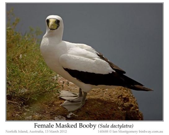 Masked Booby (Sula dactylatra) Female by Ian