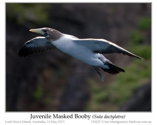 Masked Booby (Sula dactylatra) Juvenile by Ian