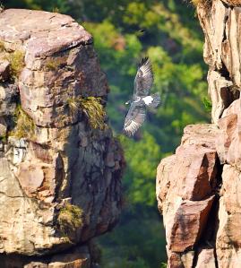 verreauxseagle-soaring-by-cliffs-mikehaworth