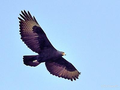 verreauxseagle-soaring-sky-mike-haworth