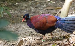Mystery Bird Solved at Zoo&nbsp;Miami
