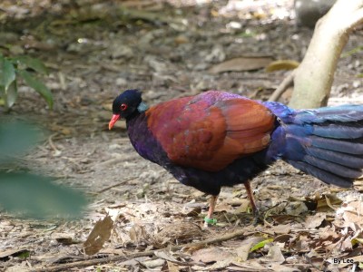 Pheasant Pigeon (Otidiphaps nobilis) (Green-naped) Zoo Miami by Lee 