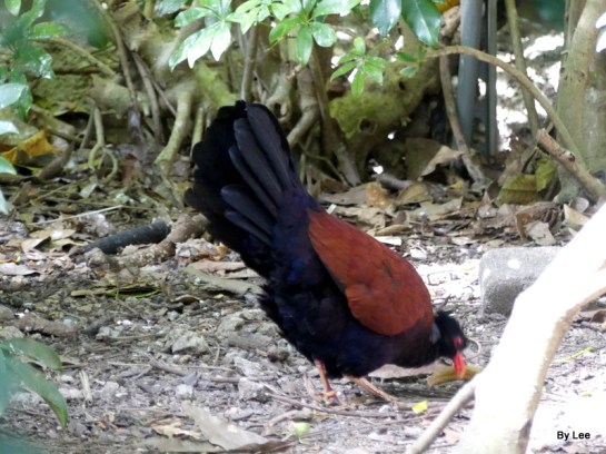Pheasant Pigeon (Otidiphaps nobilis) (Green-naped) Zoo Miami by Lee 