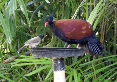 Pheasant Pigeon (Otidiphaps nobilis) (Green-naped) Zoo Miami by Lee 
