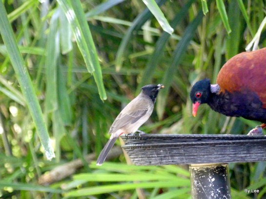 Pheasant Pigeon (Otidiphaps nobilis) (Green-naped) Zoo Miami by Lee 