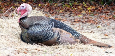 Wild Turkey (Meleagris gallopavo) at LPZ