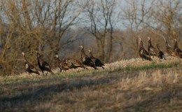 Lee’s One Word Monday –&nbsp;2/20/17