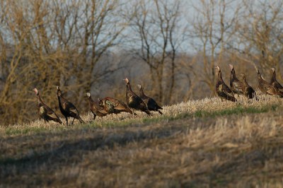 WildTurkey(Meleagrisgallopavo) Flock ©OhioDNR