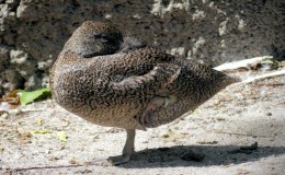 Sunday Inspiration – Ducks and&nbsp;Geese