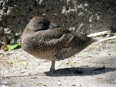Freckled Duck (Stictonetta naevosa) by Lee at Zoo Miami