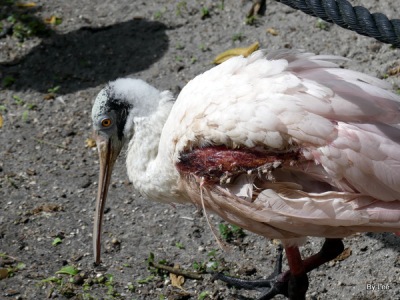 Injured Roseate Spoonbill at Flamingo Gardens by Lee