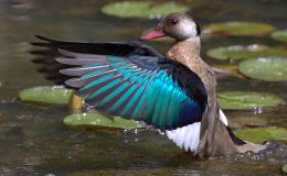 Sunday Inspiration – More Anatidae&nbsp;Swimmers