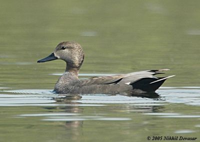  Gadwall (Anas strepera) by Nikhil Devasar