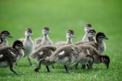 Maned-Australian Wood Duck (Chenonetta jubata) Ducklings ©WikiC