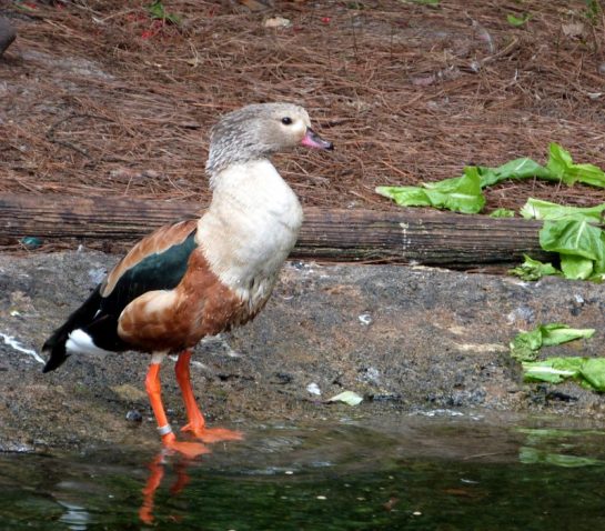 Orinoco Goose (Neochen Jubata) by Lee