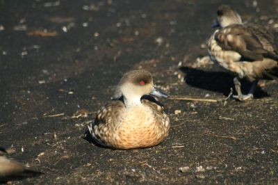 Crested Duck (Lophonetta specularioides) ©WikiC
