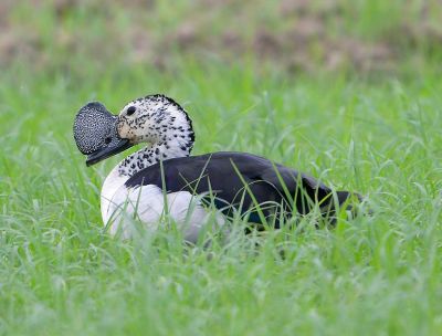 Knob-billed Duck (Sarkidiornis melanotos) ©WikiC