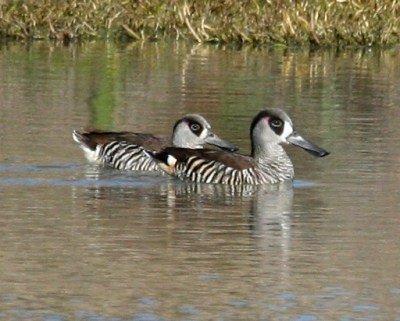 Pink-eared Duck (Malacorhynchus membranaceus) ©WikiC