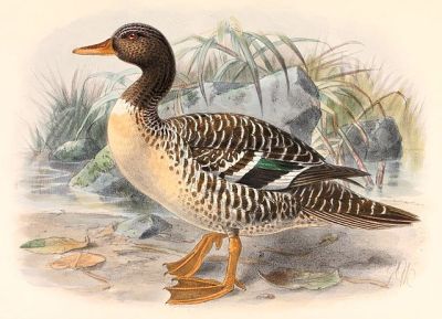 Salvadori's Teal (Salvadorina waigiuensis) ©Drawing WikiC