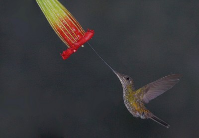 Sword-billed Hummingbird (Ensifera ensifera) ©Flickr Gregory Slobirdr Smith