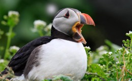 Where Is This Island From? – Creation&nbsp;Moments