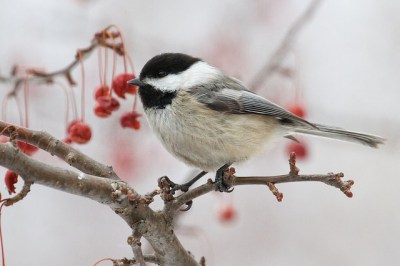 chickadee-blackcapped-berries