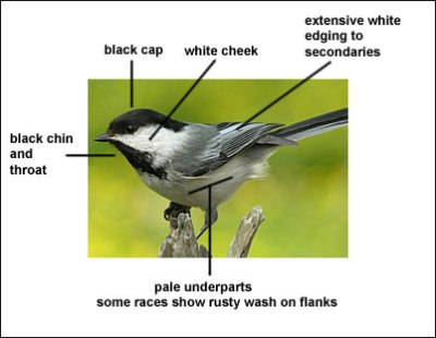 chickadee-blackcapped-birdzilla-com-pptslide