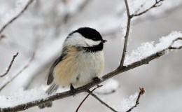 Tiny  Yet  Tough:  Chickadees  Hunker  Down for&nbsp;Winter