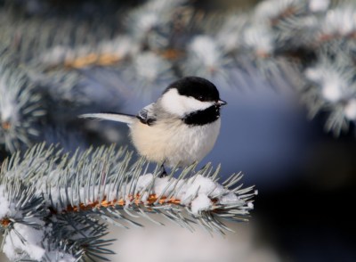 chickadee-blackcapped-snowy-conifer