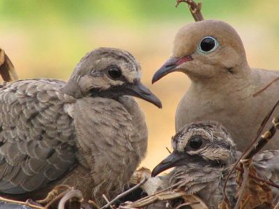 Mourning Collared Dove (Streptopelia decipiens) With Young ©WikiC