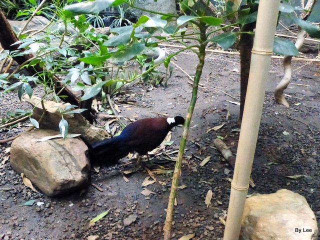 COL-Colu Pheasant Pigeon (Otidiphaps nobilis) (Green-naped) Cincinnati Zoo 2016 - Lee (2).JPG