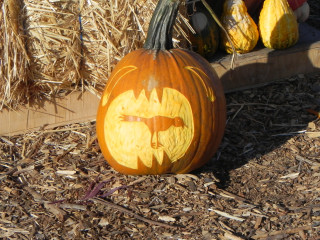 Pumpkins Tasty Bird ©Nipomo Pumpkin Patch