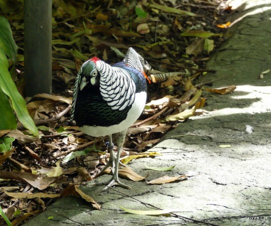 Lady Amherst's Pheasant (Chrysolophus amherstiae) Zoo Miami by Lee