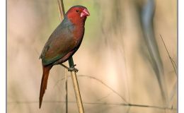 Ian’s Bird of the Week – Crimson&nbsp;Finch