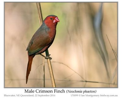 Crimson Finch (Neochmia phaeton) by Ian