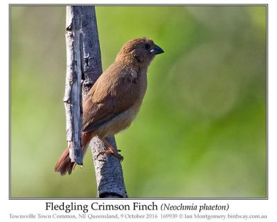 Crimson Finch (Neochmia phaeton) Fledgling by Ian