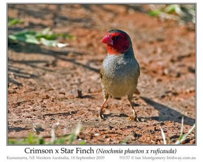 Crimson Finch (Neochmia phaeton) X Star Hybrid by Ian