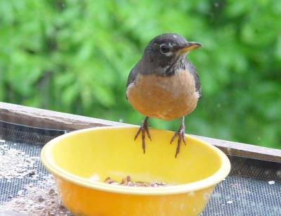 American Robin (Turdus migratorius) ©Laura Erickson