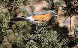 Abigail and the Pumpkin Carving&nbsp;Contest