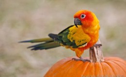 Lee’s Four Word Thursday –&nbsp;11/3/16