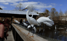 “E” is for Egrets and Emus: “E” Birds”, Part&nbsp;2
